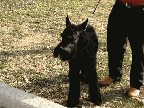 Giant Schnauzer - A beautiful Giant Schnauzer male.