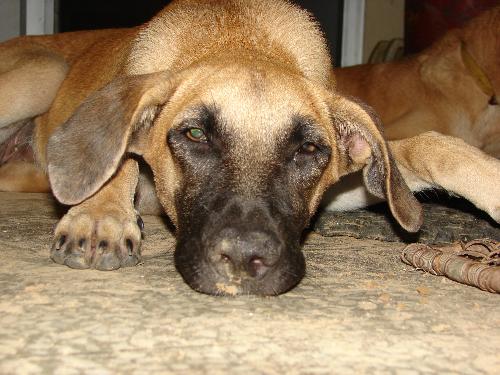 Dogs Are Intelligent Animals! - Though the Dogs are very intelligent animals they also get irritated and in the event of unexpected stimuli like injection neddle pain they tend to bite involuntarily!!!