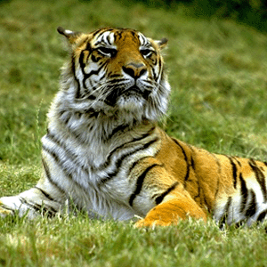 A royal tiger - Tiger in his den