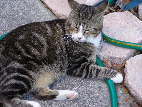 Andre laying on the hose - Andre has lived in our neighborhood for atleast 4 years.