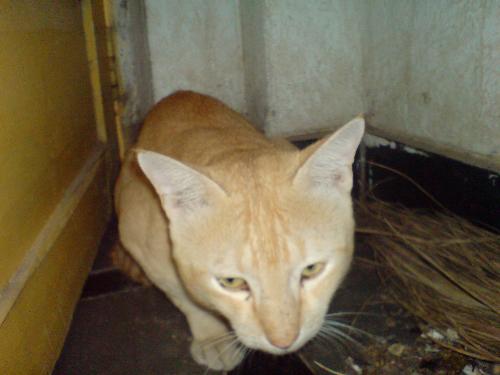 sweet cat - it is my cat