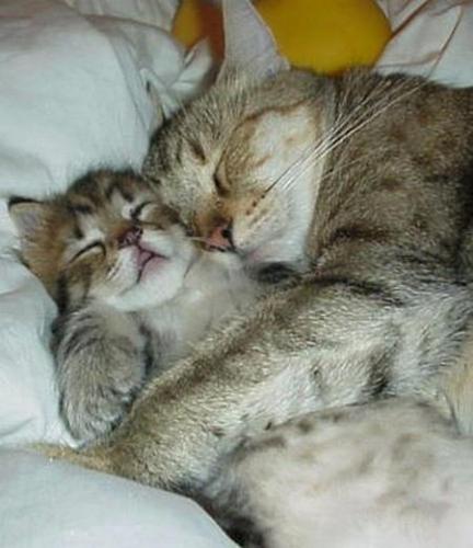 meow couple - this is my kitten, acctualy its old enough for now...i've taken it in 2000 when they still kitten