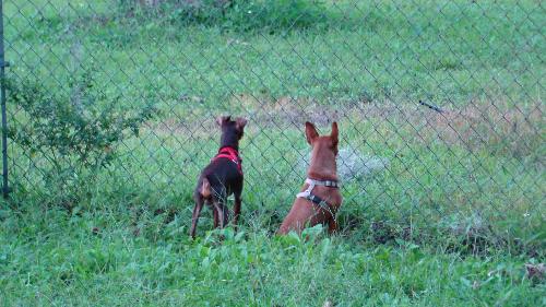 My guard dogs - See my two guard dogs sitting by the fence. Don't they look fierce?