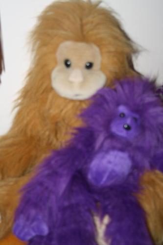 My urangatangs - my urangatangs in my stuffed toy collection...