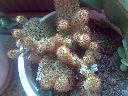 gardening - cactus