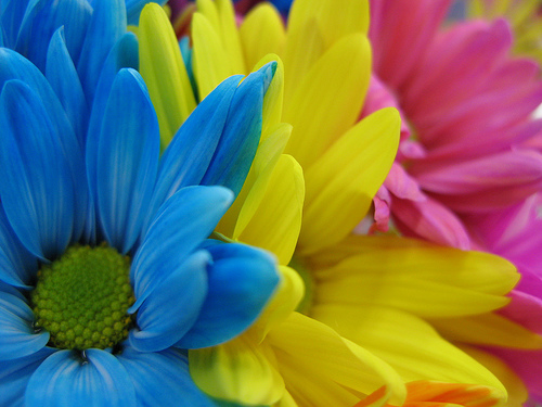 Life - My life is colorful like this flower