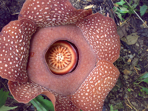 rafflesia flower - the largest flower in the world, refflesia flower!