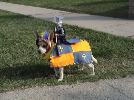 Dog - I cherish this photo..This is send by my sister who was discussing about why pets hate halloween