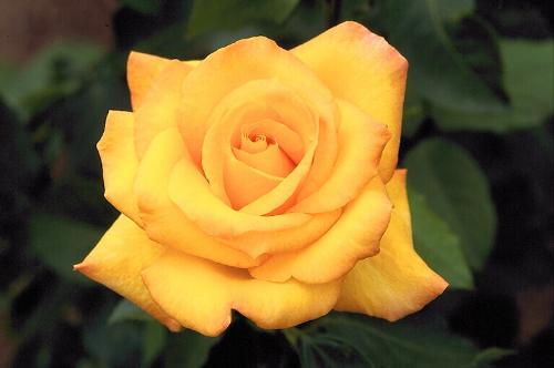 Yellow Rose - Flower