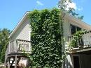 Ouch! Imagine taking these down! - Side of a house covered in hops. Beautiful!