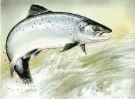 salmon - salmons are rich in omega 3 fatty acids