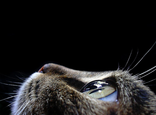 Kitty Face - A side view shot of my kitten