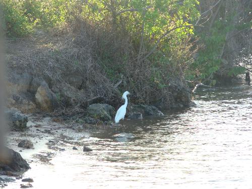 Bird looking for dinner - here is one of the birds I see alot in my area looking for dinner in the river.