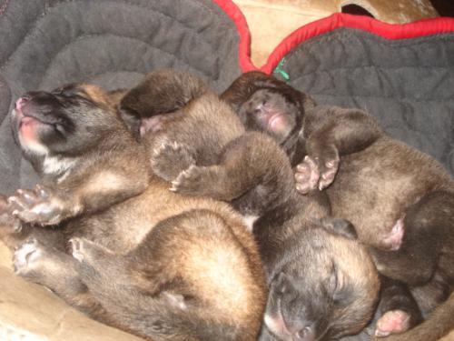 My 5 days old puppy - Aren't they cute,, the are only five days old