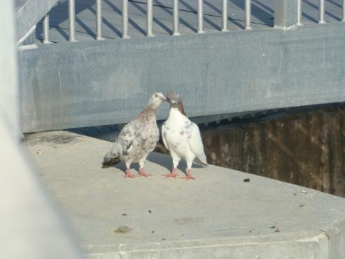Kissing pigeons - I was able to get this picture of the pigeons kissing when I was at the Franklin Locks.