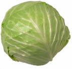 Cabbage - A head of cabbage