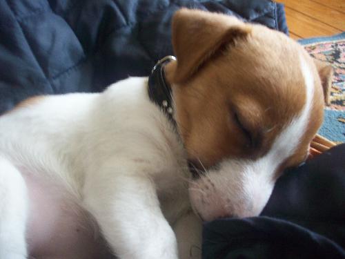 My Dog - My pet dog Jill Shes a Jack Russell...