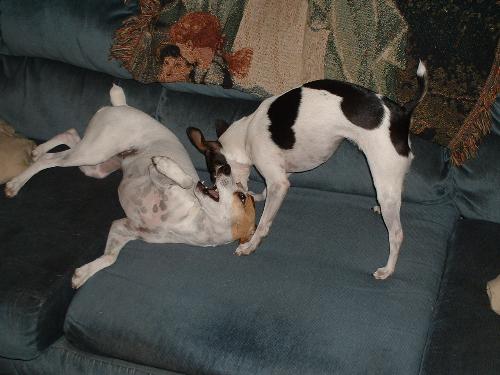 my lil doggies, the two terriers , in the living r - my lil doggies, the two terriers, in the living room