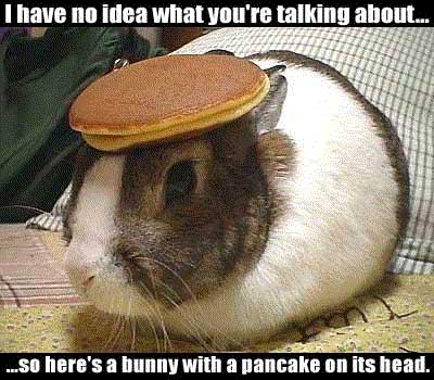 Bunny with a pancake on it's head - I have no idea what you're talking about... so here's a bunny with a pancake on it's head.