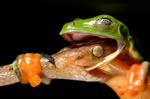 frog vs snake - they fighted like chinese kungfu,do you think so?