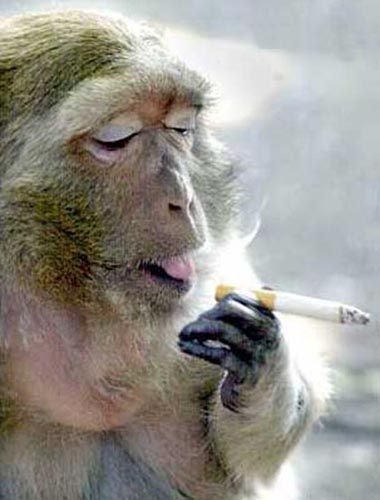 smoking monkey - monkey smoking cigarrette