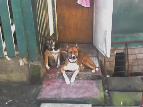 Two Stupid Dogs - Two stupid dogs hangin' out around the entrance to our small community store.