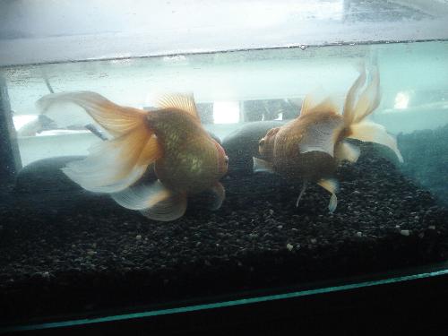Flug & Clug - Two fat goldfishes, Flug & Clug. Growing every minute soon they won't fit the small glass container they're in.