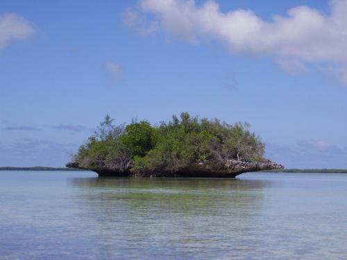Aldabra Atoll - Coral Inside Aldabra Lagoon