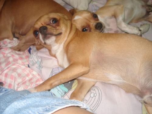 Posing for the camera - My dogs were posing on the camera