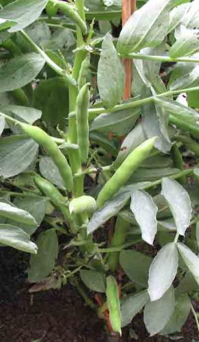 Broad Bean Plant - a broad bean plant