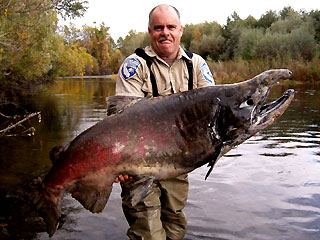 Big salmon fish  - Gigantic Salmon Found in California River