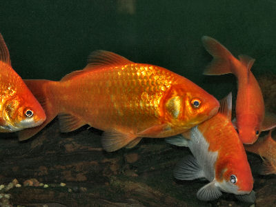 goldfish - gold fish herd