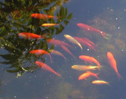 goldfish - a big herd of gold fish