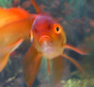 goldfish - a goldfish from the front