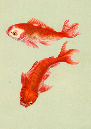 goldfish - a pair of gold fish