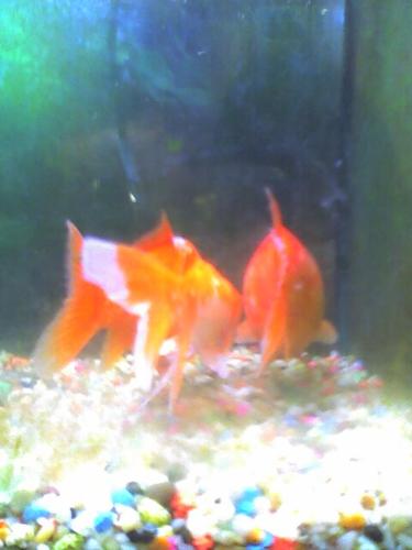 goldfish - gold fish in aquarium