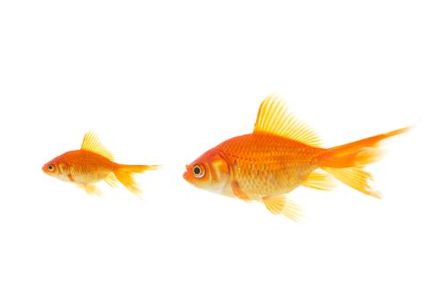 goldfish - two goldfish