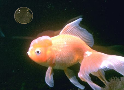 goldfish - a nice goldfish