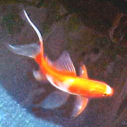 goldfish - a long gold fish