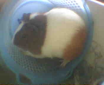 piglet cutie - this is piglet....she died 3 years ago and i still miss her. she's a gift from an actress in the philippines, alice dixson who also loved her so much. she was given to me when she was still a baby and she's so affectionate. she likes beig held always. she doesn't run away when i try to get her. she wakes me up in the morning with her noise that she's already hungry. and i'd feed her all the grass she wants. leftovers from sliced veggies, carrots, lettuce, cabbage, bananas including the skin, apples. she just have a big appetite.