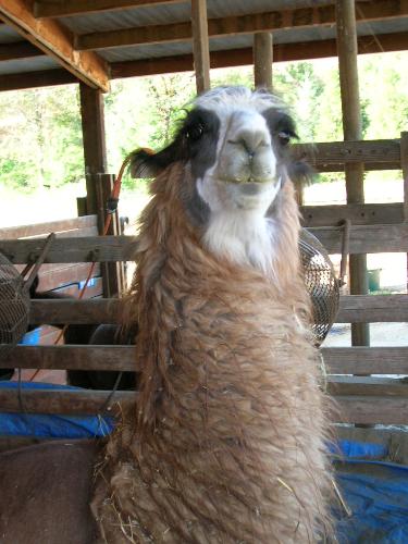 Llama - This is a picture of our llama Ginger. She is 6 years old.