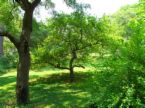 trees - a group of trees in the forest