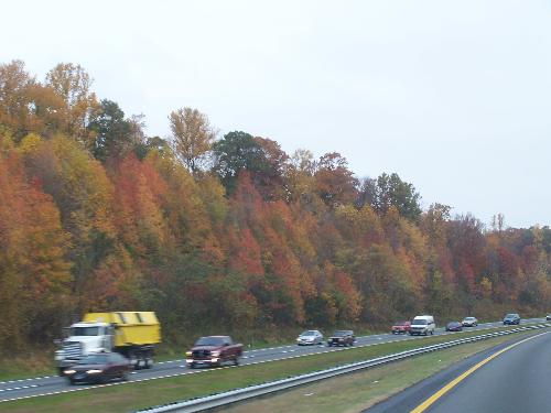 Trees turning colors - The trees along the highway on my way to work.