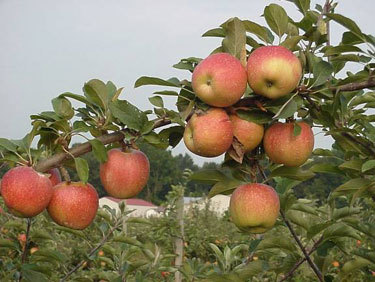 apple orchard - have your own orchard