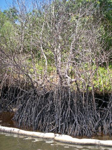 mangrove damage - MT Solar oil spill, Guimaras, Philippines