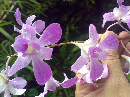 gardening - nice flower