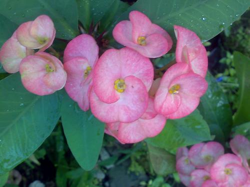 gardening - nice flower