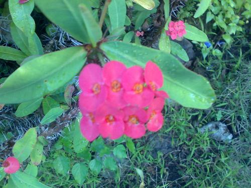 gadening - nice flower