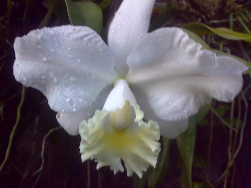 gardening - nice flower