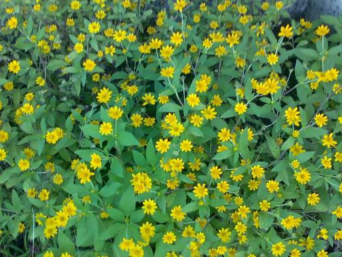 gardening - nice flower
